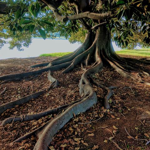 GUP Vademecum Bomen 