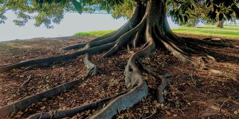 GUP Vademecum Bomen 